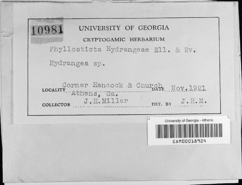 Boeremia exigua var. exigua image