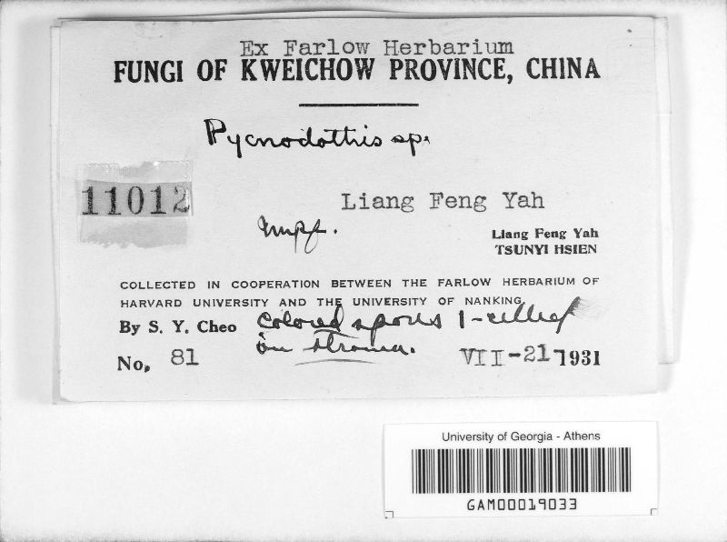 Pycnodothis image
