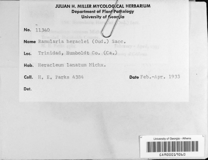 Ramularia heraclei image