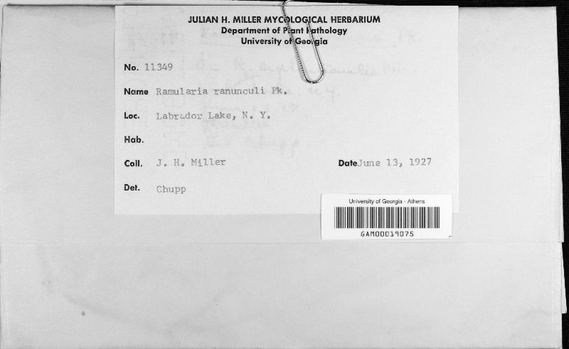 Ramularia didyma image