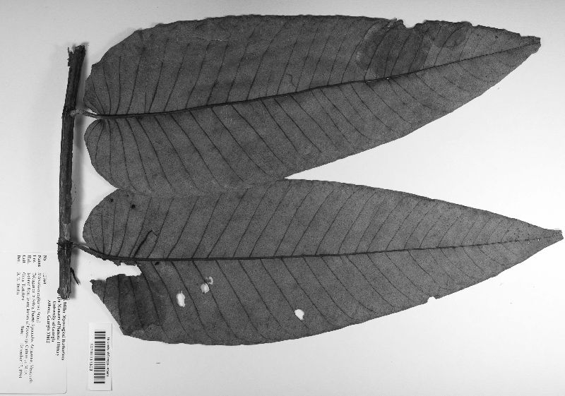 Sclerotium coffeicola image