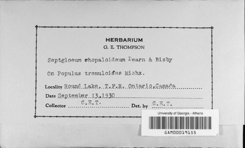 Septogloeum rhopaloideum image