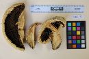 Agaricus crocodilinus image