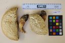 Agaricus crocodilinus image