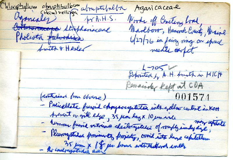 Chlorophyllum abruptibulbum image