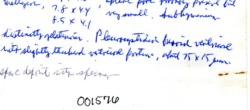 Pholiota condensa image