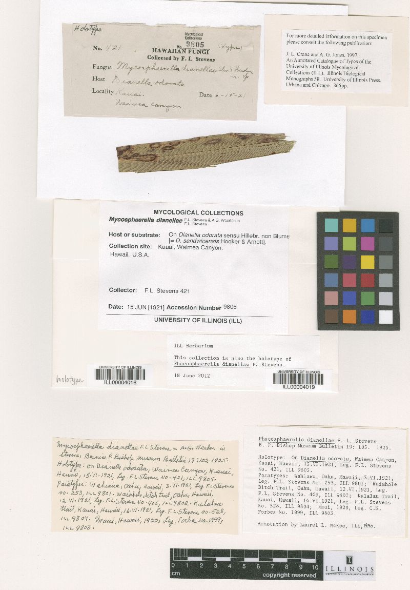 Phaeosphaerella dianellae image