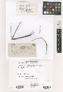 Mycosphaerella dianellae image