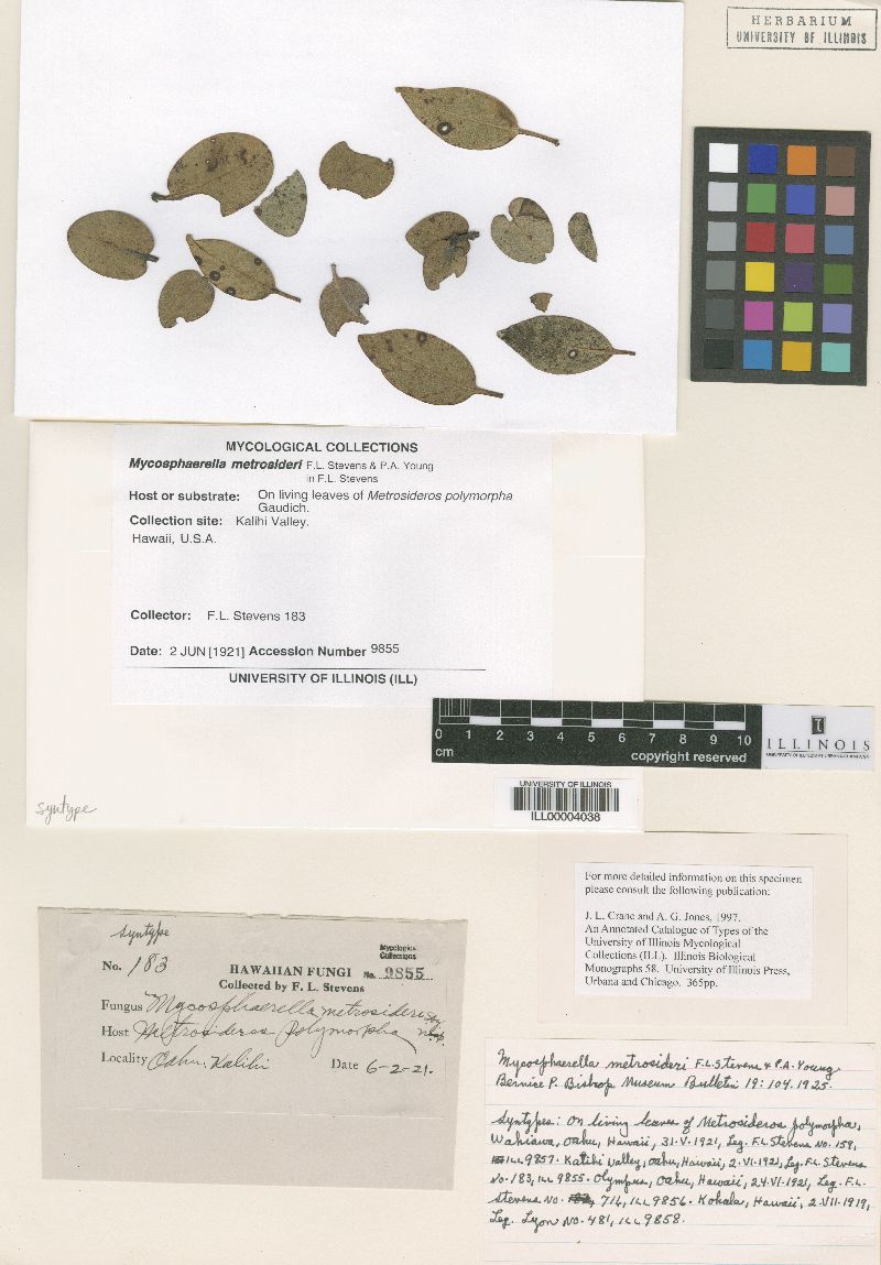 Mycosphaerella metrosideri image