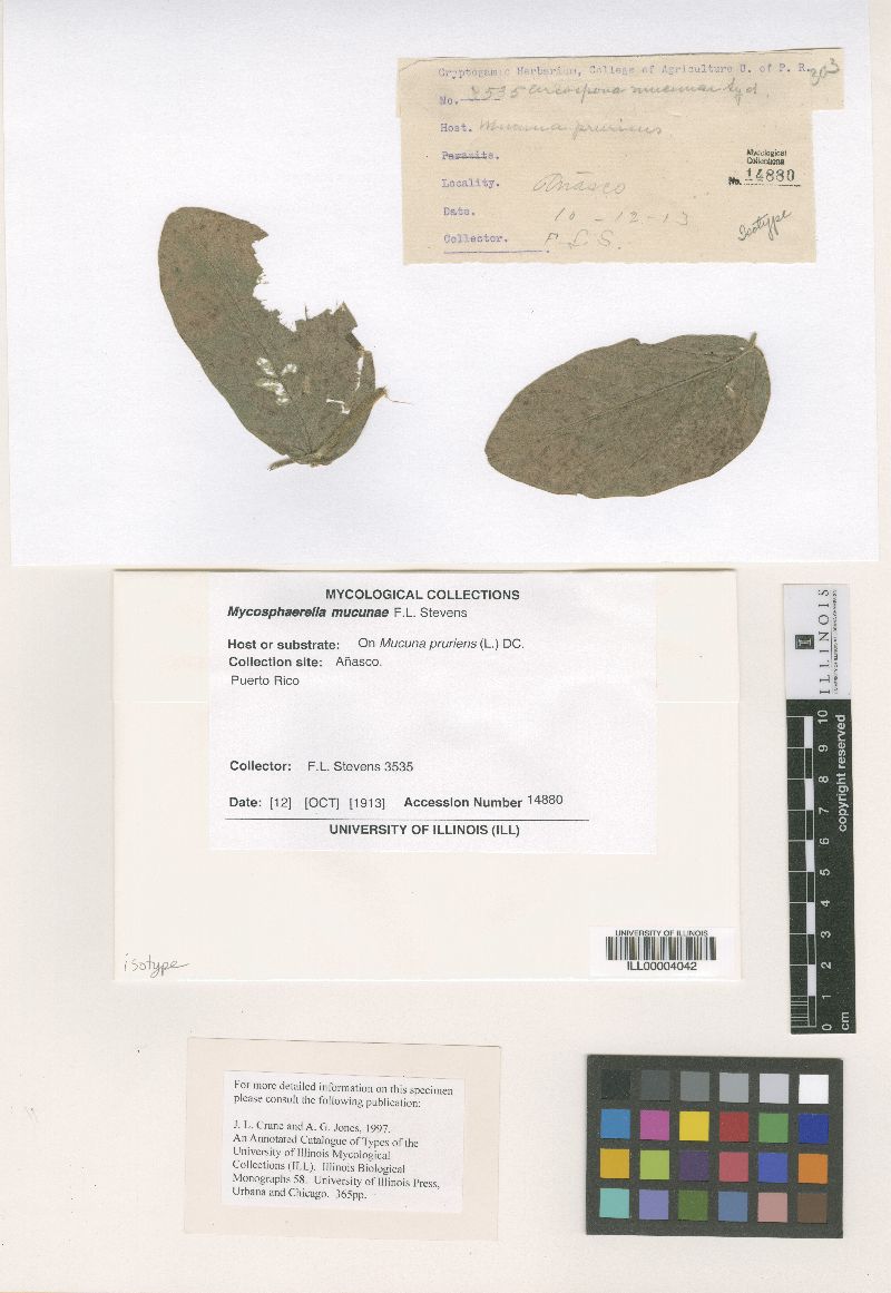 Mycosphaerella mucunae image