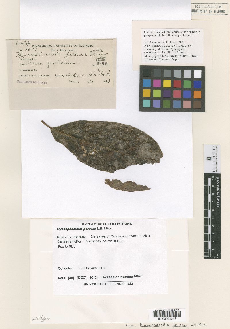 Mycosphaerella perseae image