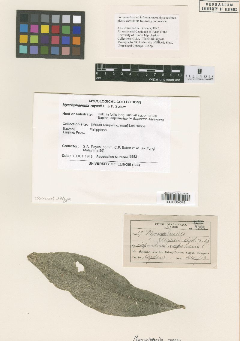 Mycosphaerella reyesii image