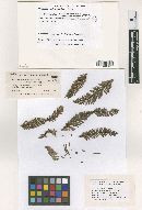 Mycosphaerella sequoiae image