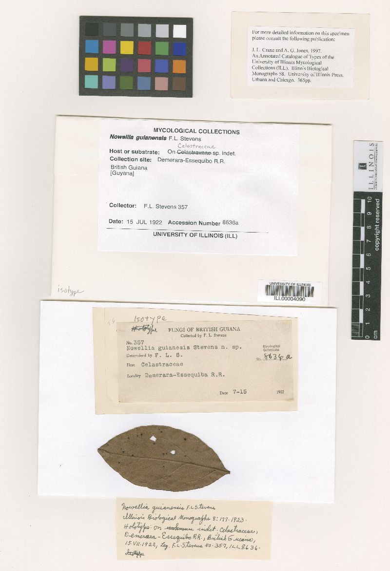 Nowellia guianensis image