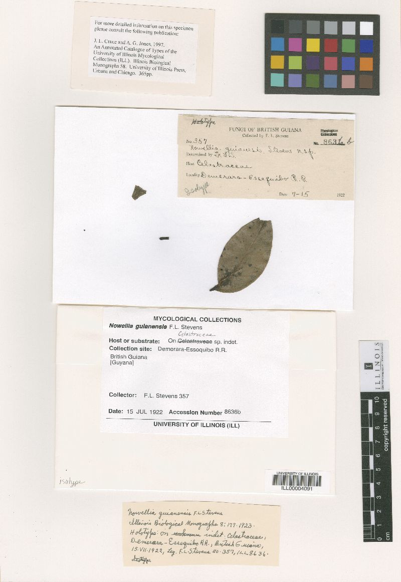Nowellia guianensis image
