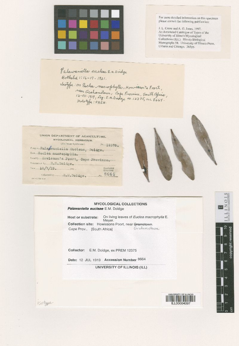Palawaniella orbiculata image