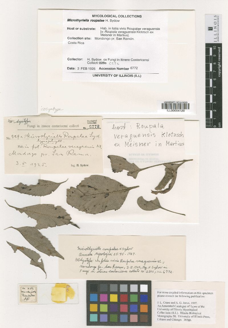Plochmopeltis roupalae image