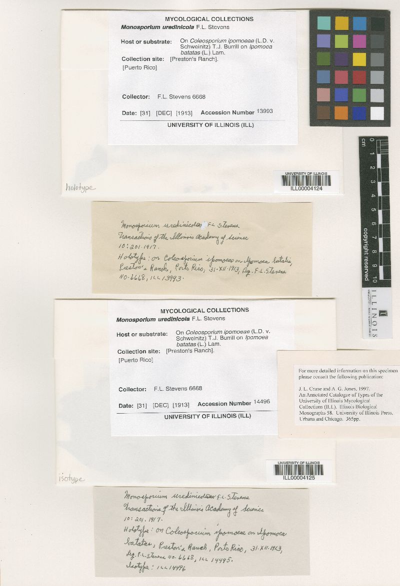 Monosporium image