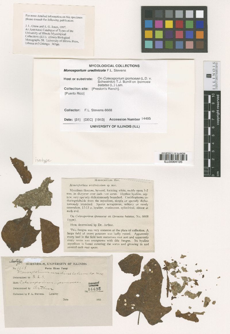 Monosporium uredinicola image