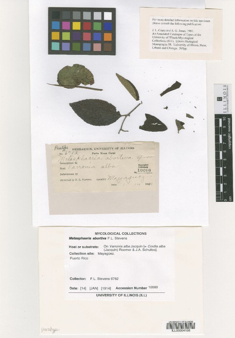 Metasphaeria abortiva image