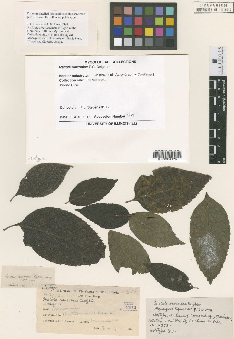 Meliola varroniae image