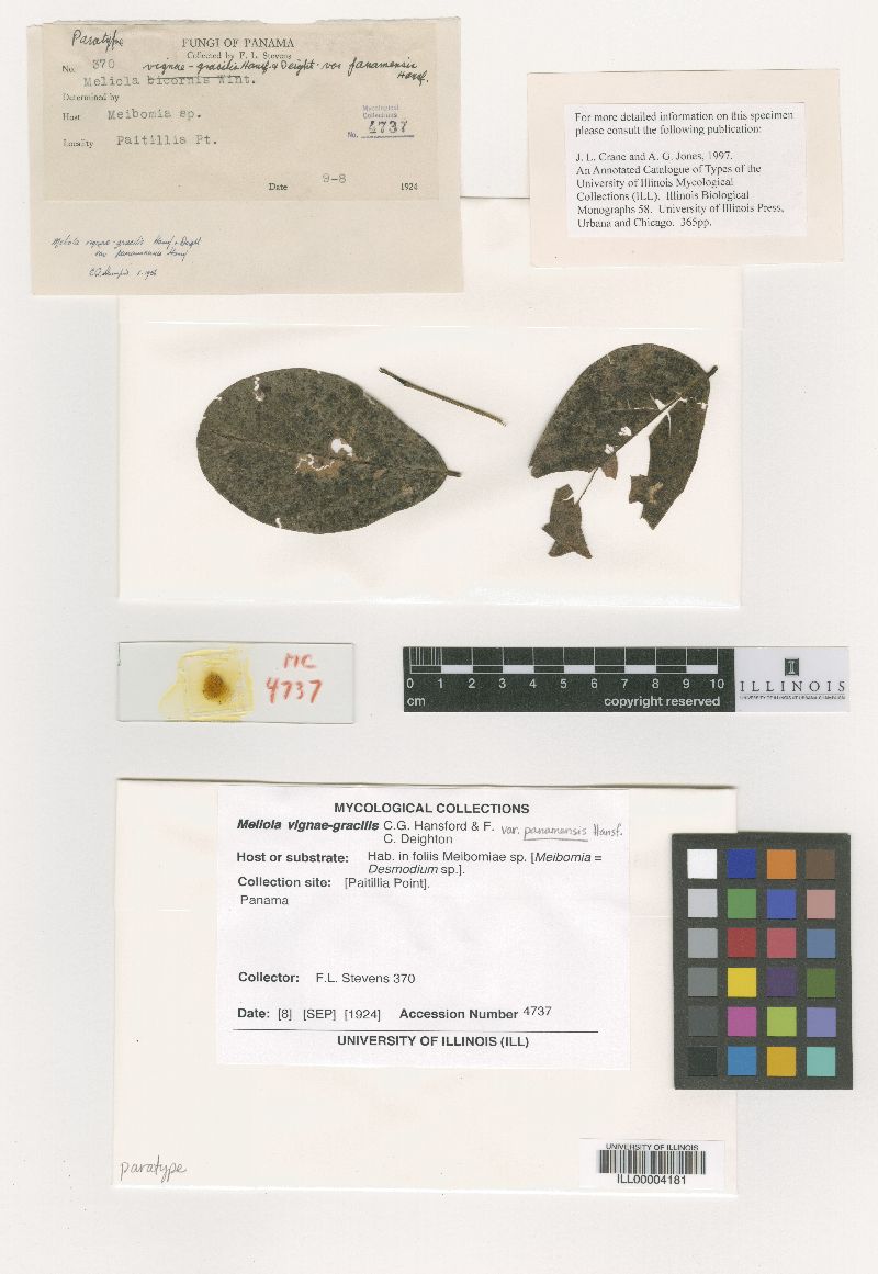 Meliola vignae-gracilis image