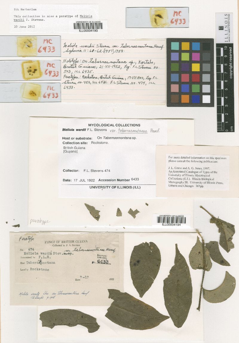 Meliola wardii image