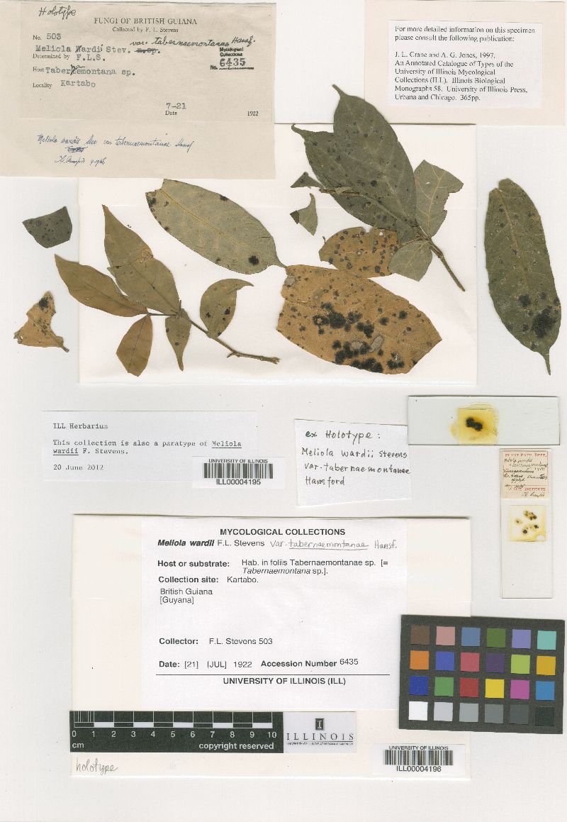 Meliola wardii image