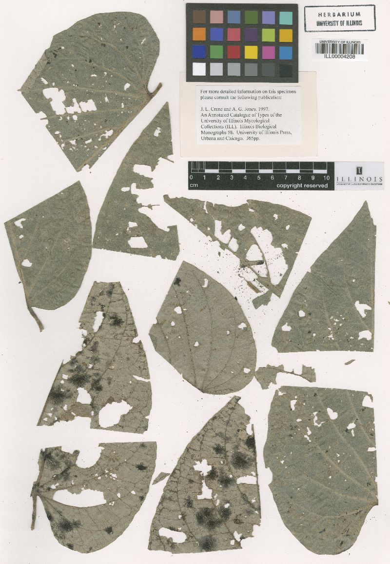 Meliola zetekii image