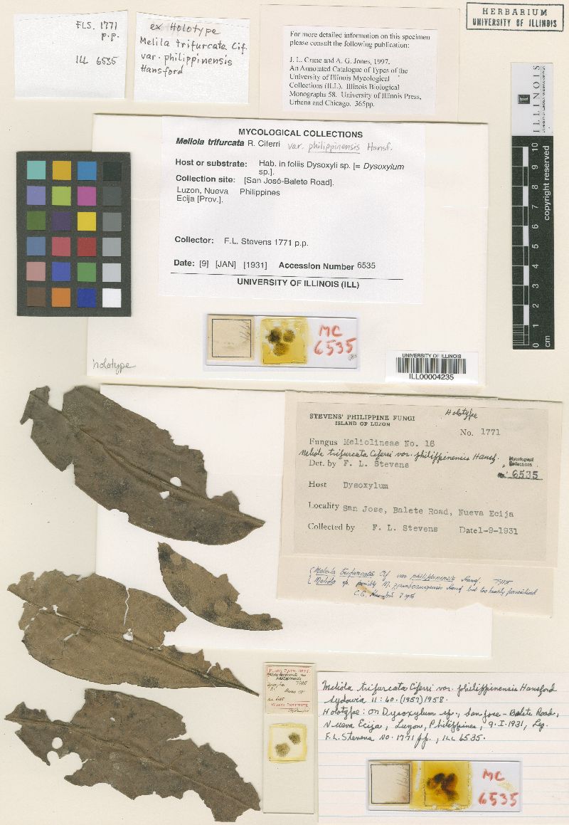 Meliola trifurcata image
