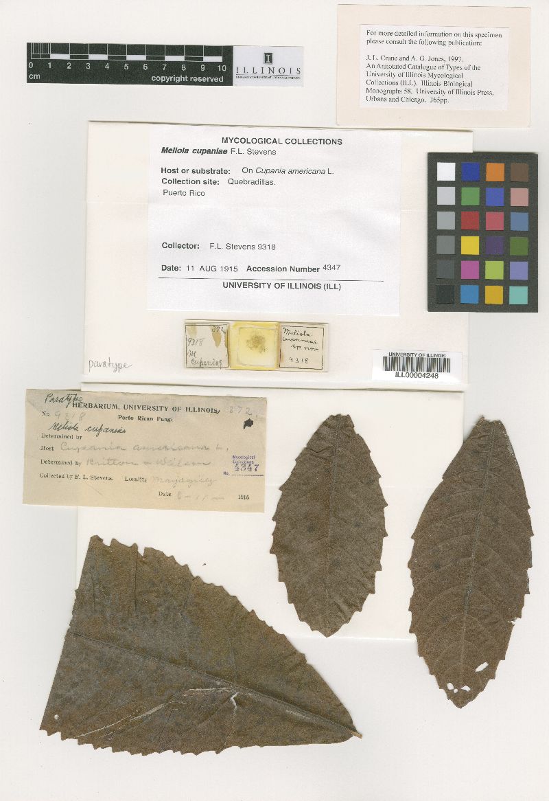 Meliola cupaniae image