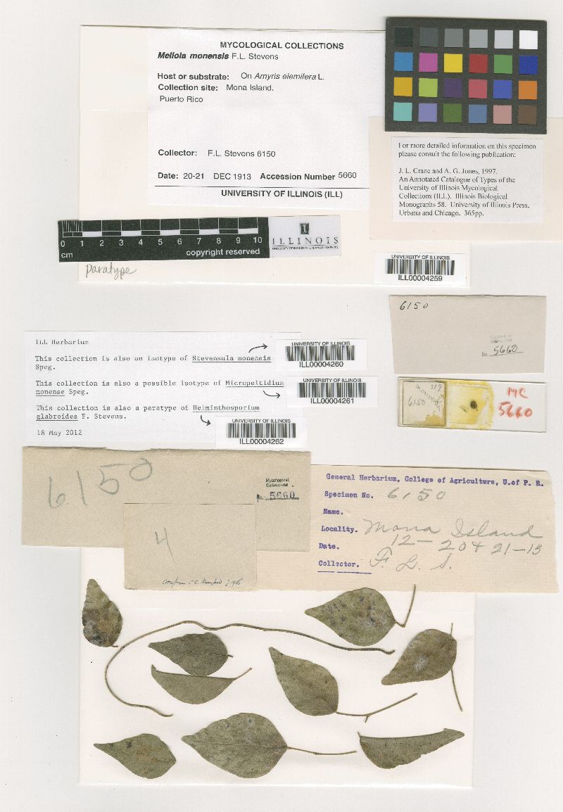 Stevensula monensis image