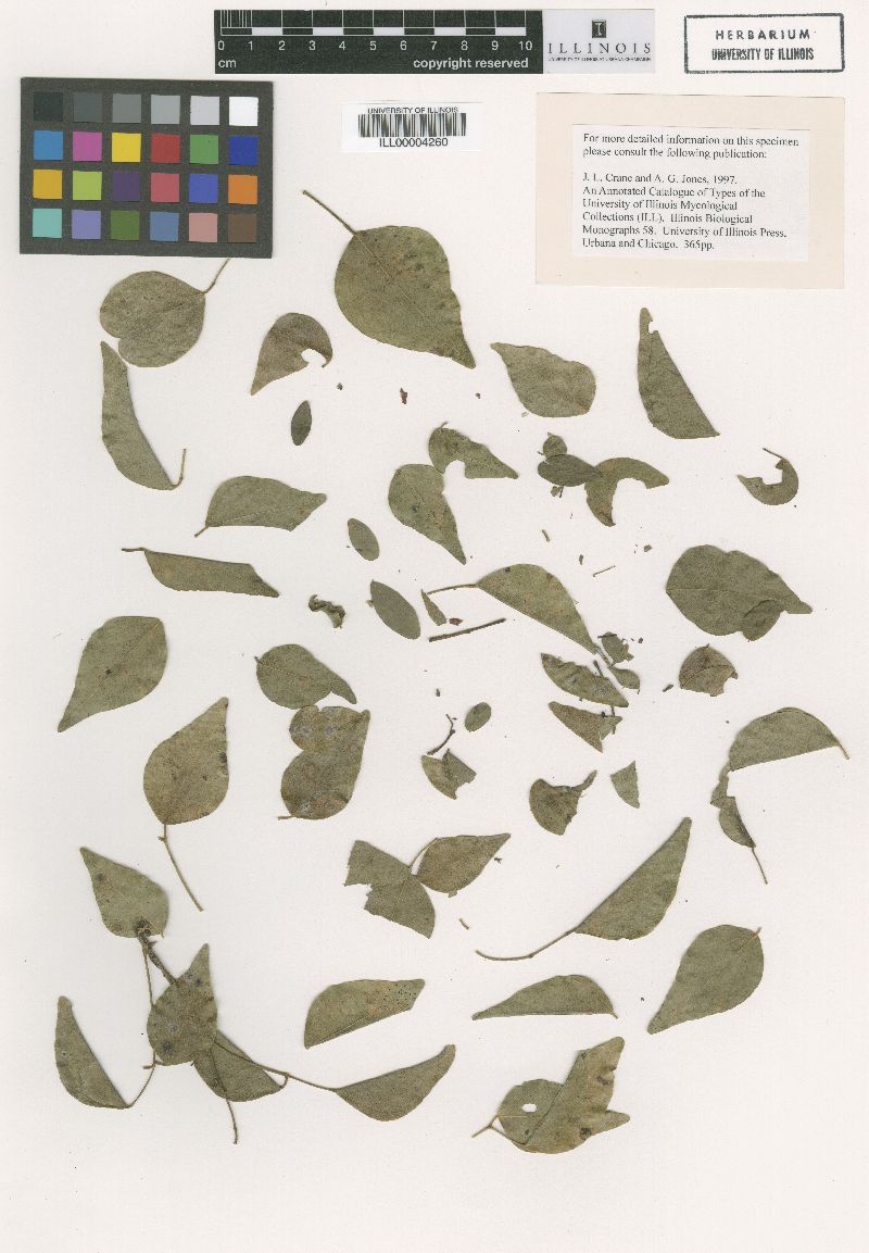 Stevensula monensis image