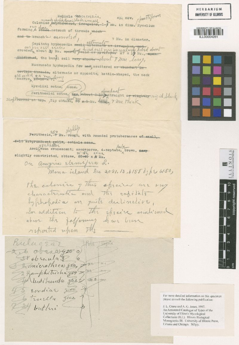 Micropeltidium monense image