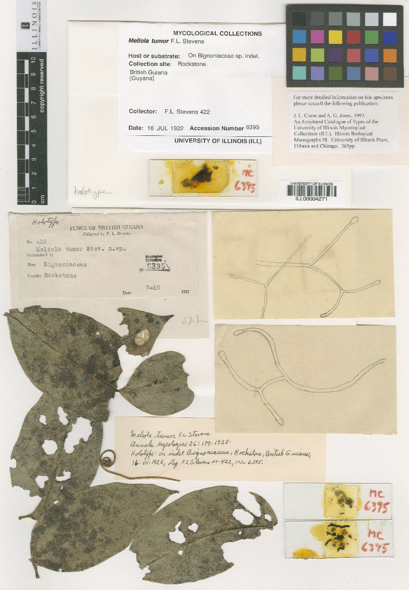 Meliola tumor image