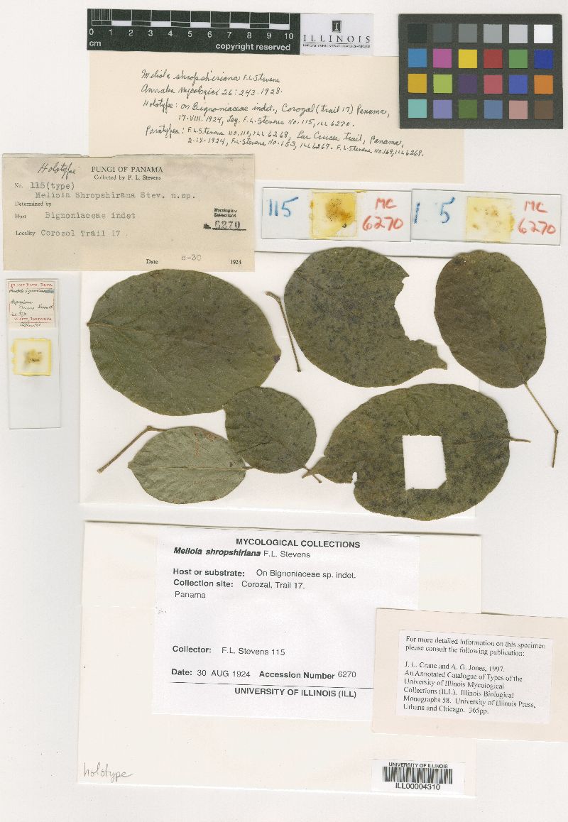 Meliola shropshiriana image