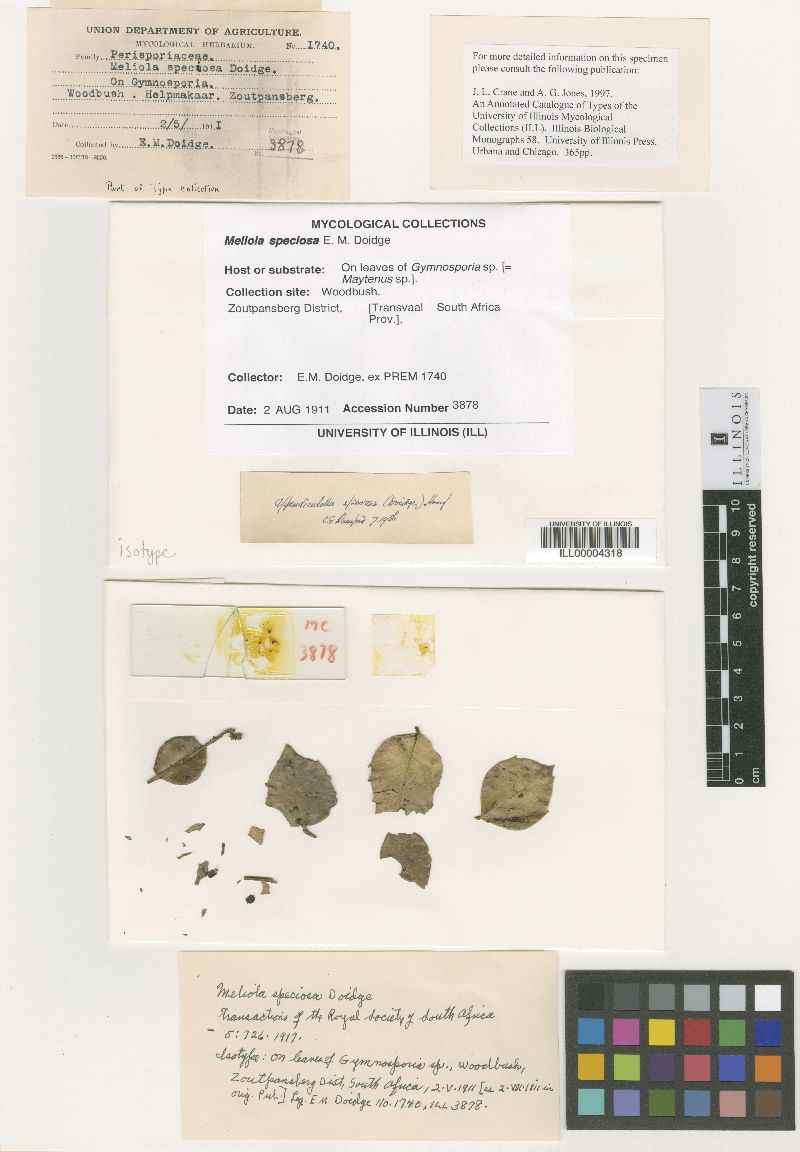 Meliola speciosa image