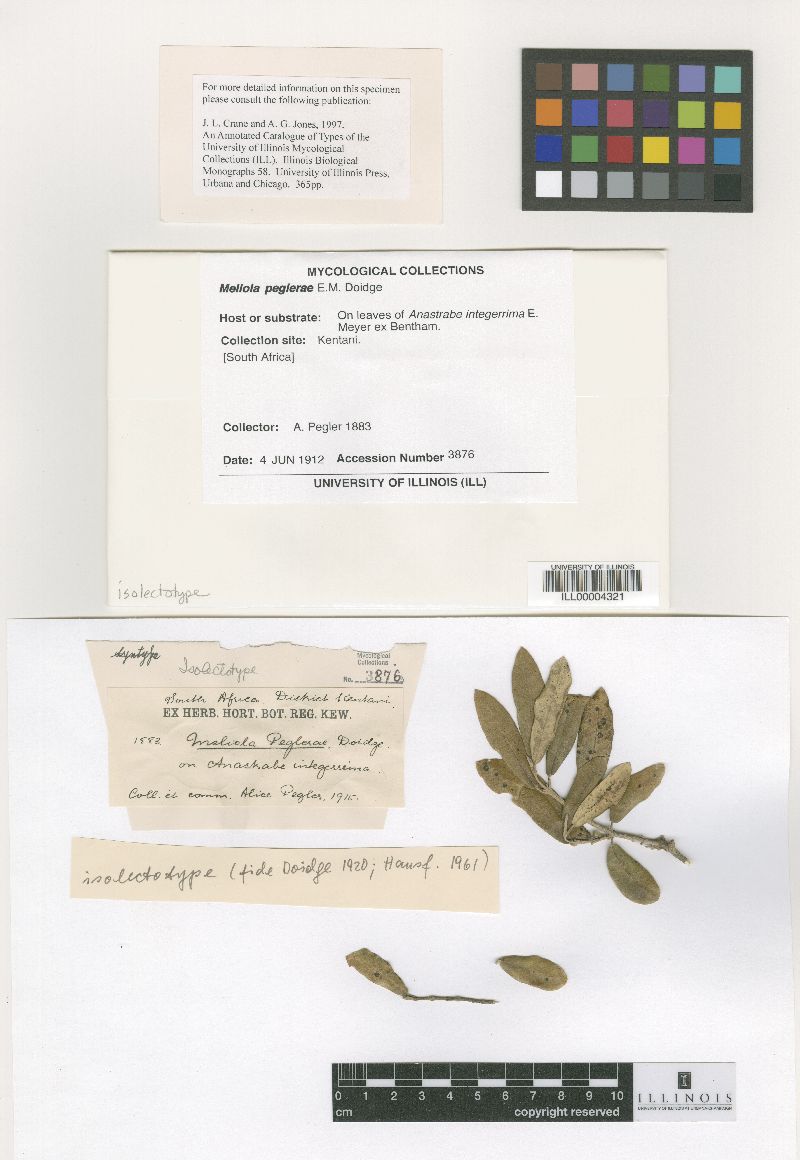 Meliola peglerae image