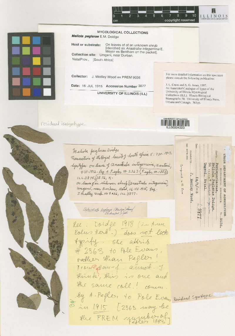 Meliola peglerae image