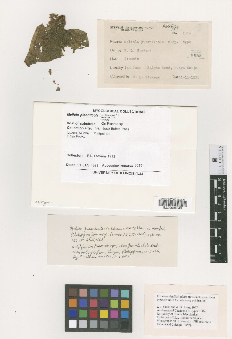 Meliola pisoniicola image