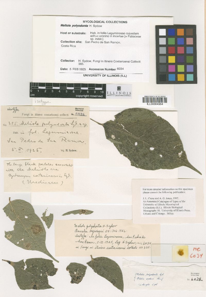 Meliola polyodonta image