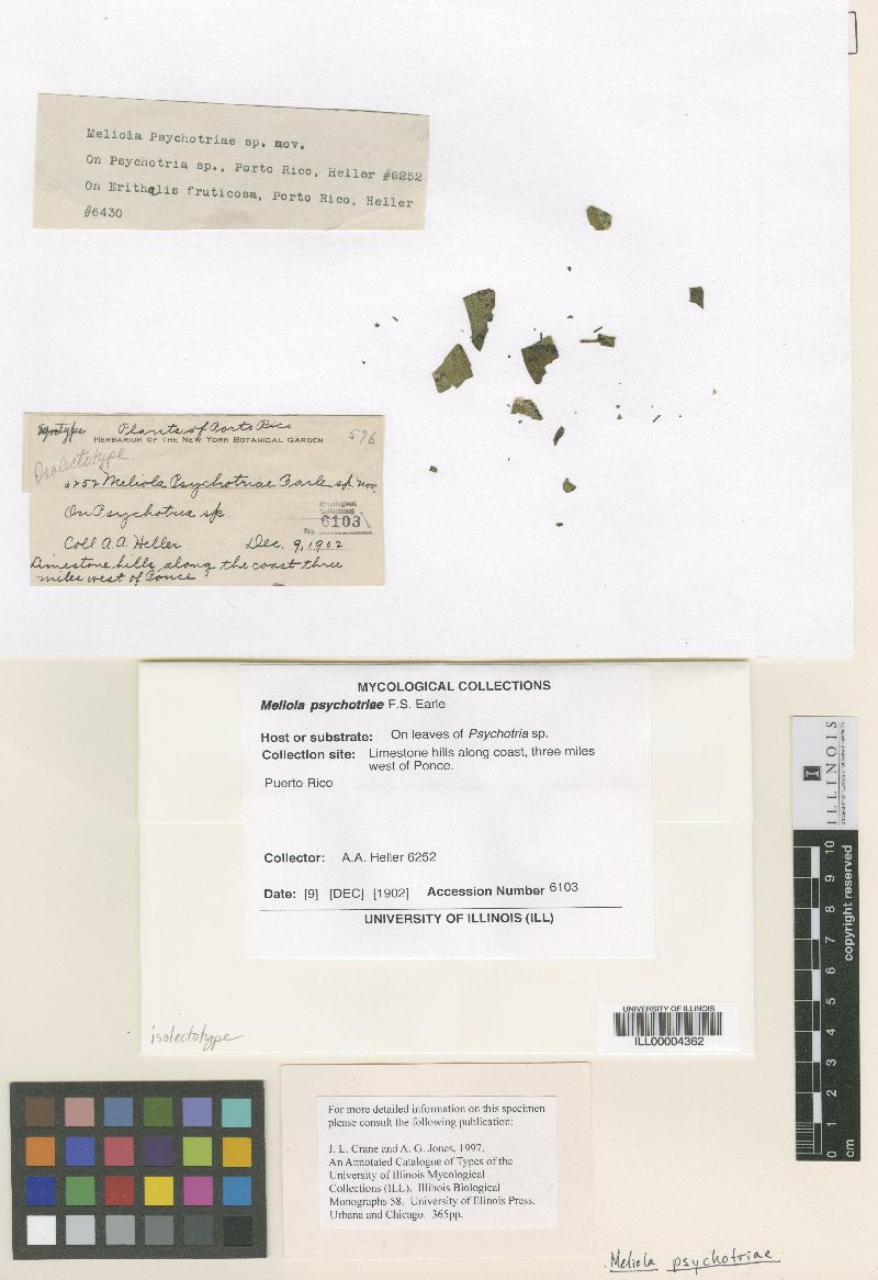 Meliola psychotriae image