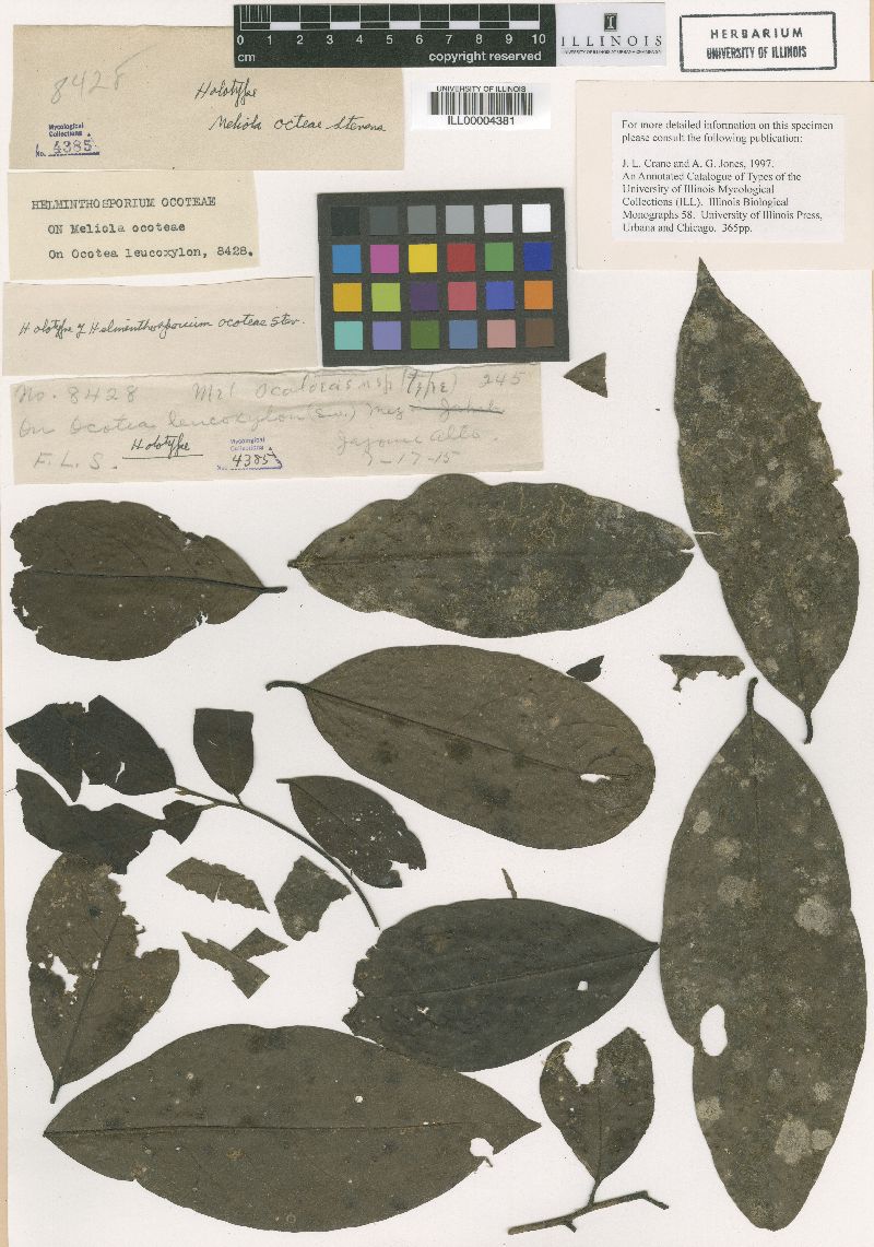 Helminthosporium ocoteae image