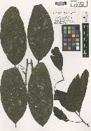 Helminthosporium ocoteae image