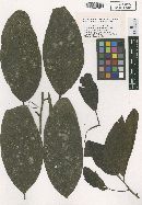 Asteridium portoricense image