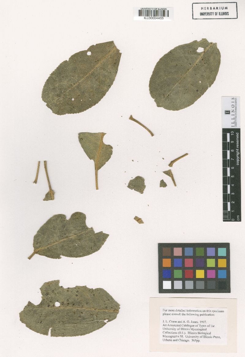 Meliola morbosa image