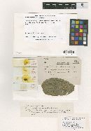 Meliola morbosa image