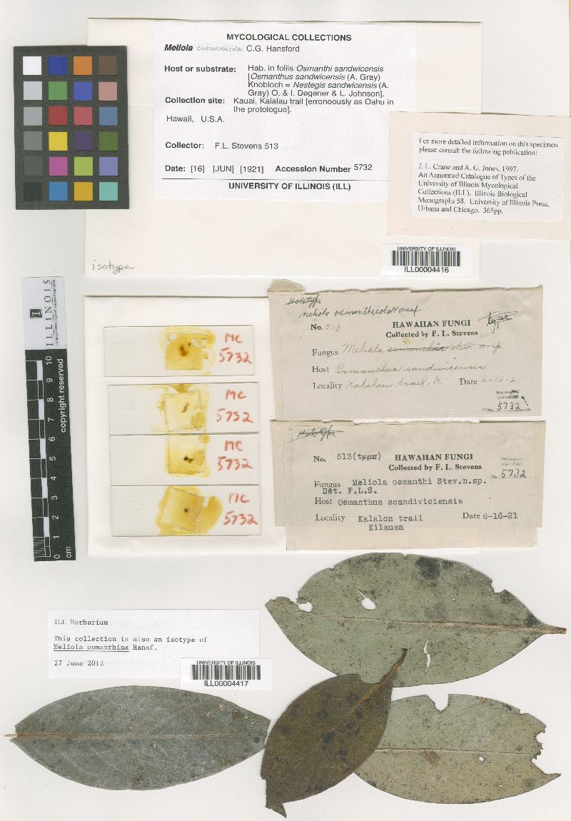 Meliola osmanthicola image