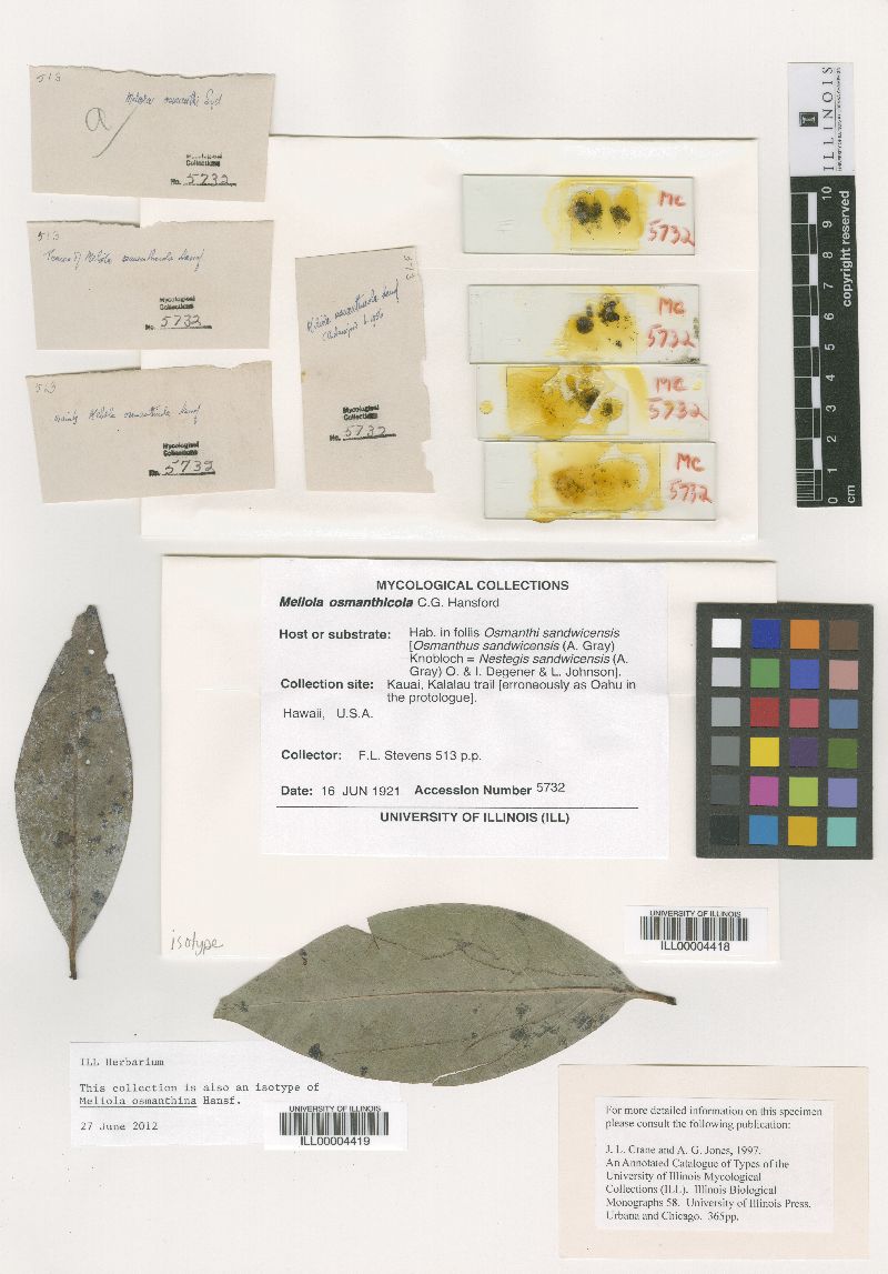 Meliola osmanthina image