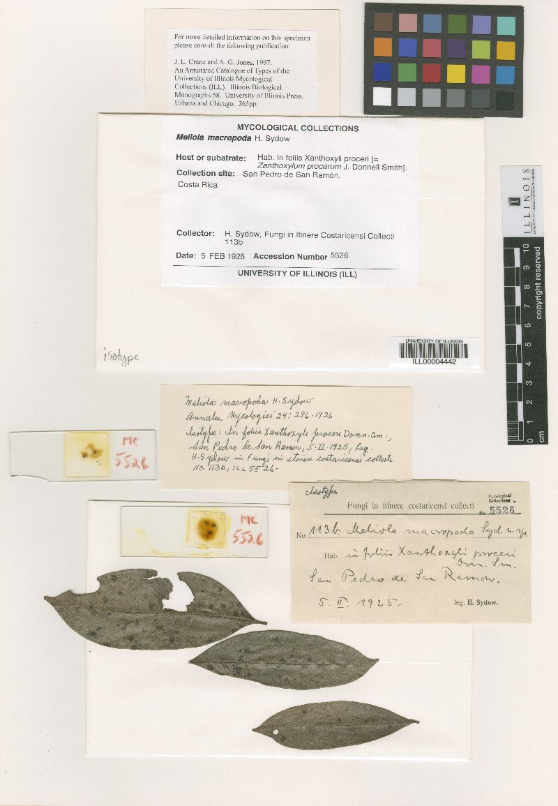 Meliola macropoda image